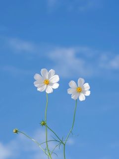 又道春依旧
